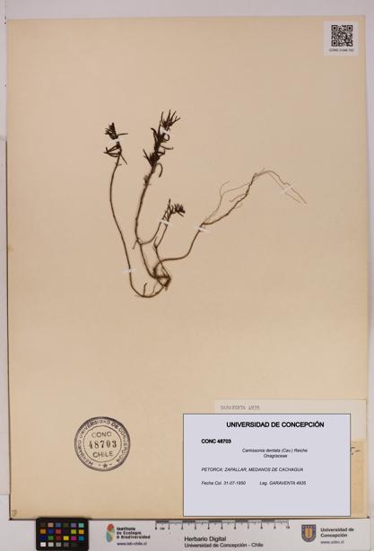 Camissonia dentata [Espécimen: UDEC:CONC:0048703]