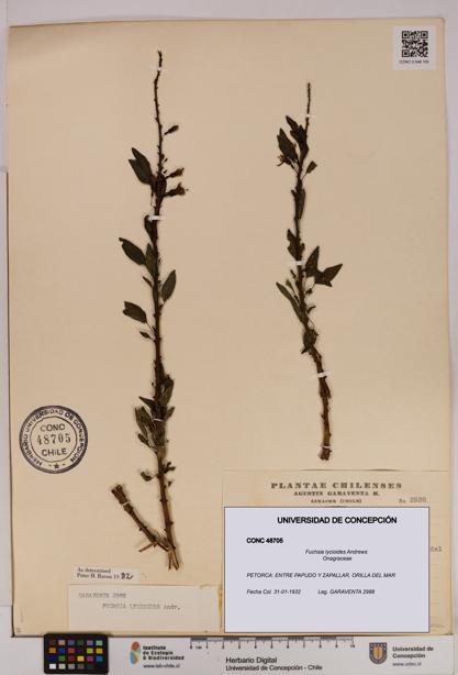 Fuchsia lycioides [Espécimen: UDEC:CONC:0048705]