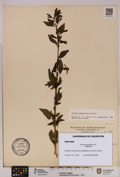 Fuchsia magellanica [Espécimen: UDEC:CONC:0048706]