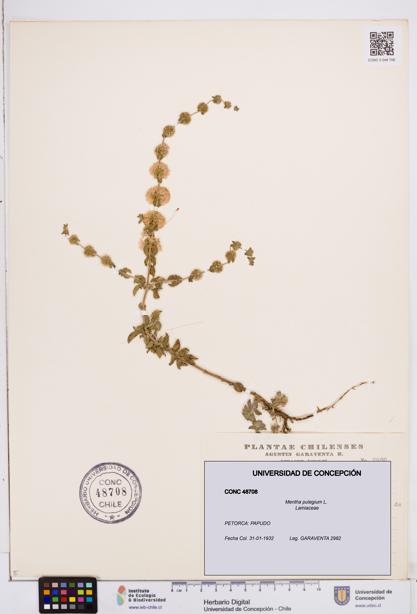 Mentha pulegium [Espécimen: ]