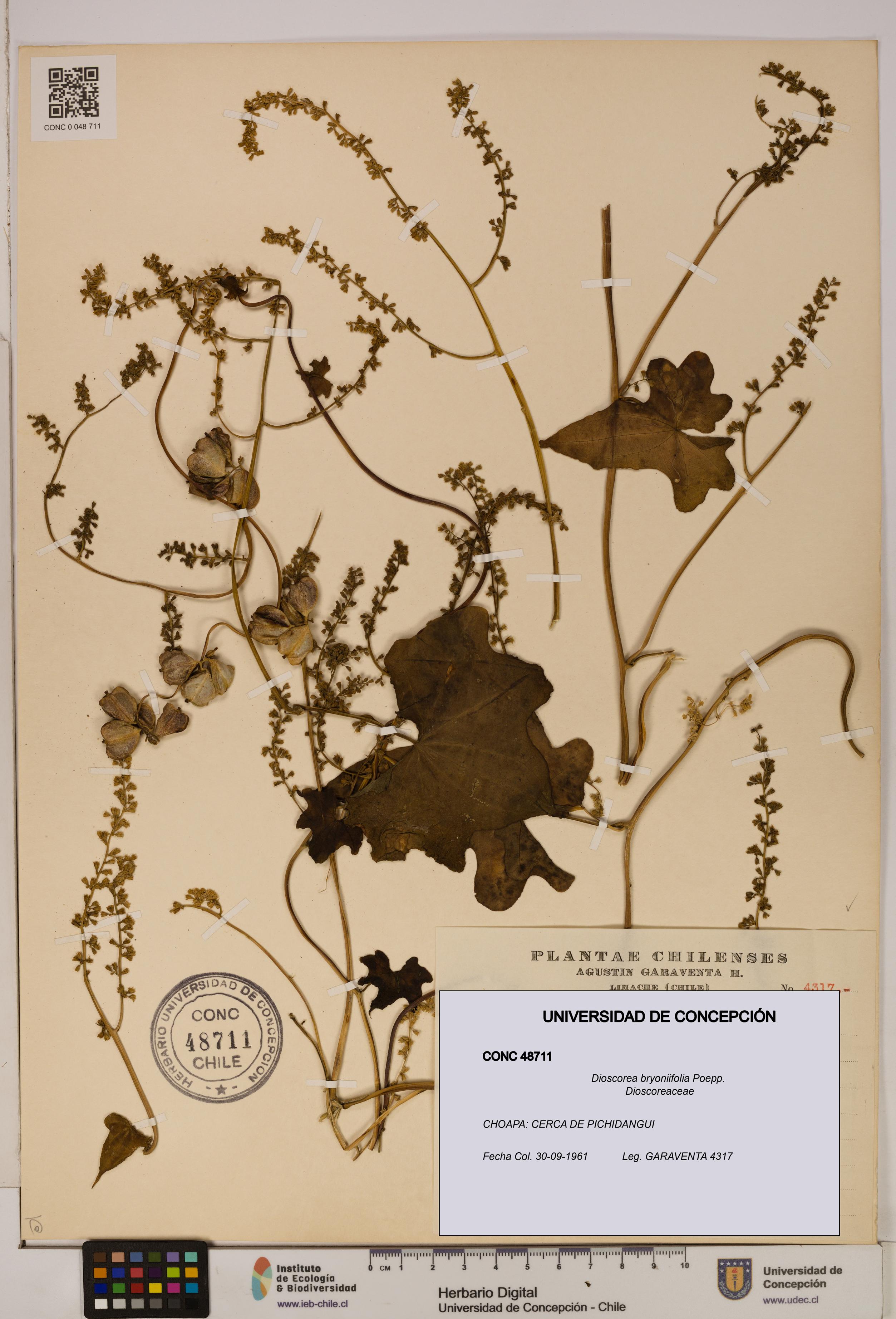Dioscorea bryoniifolia [Espécimen: ]