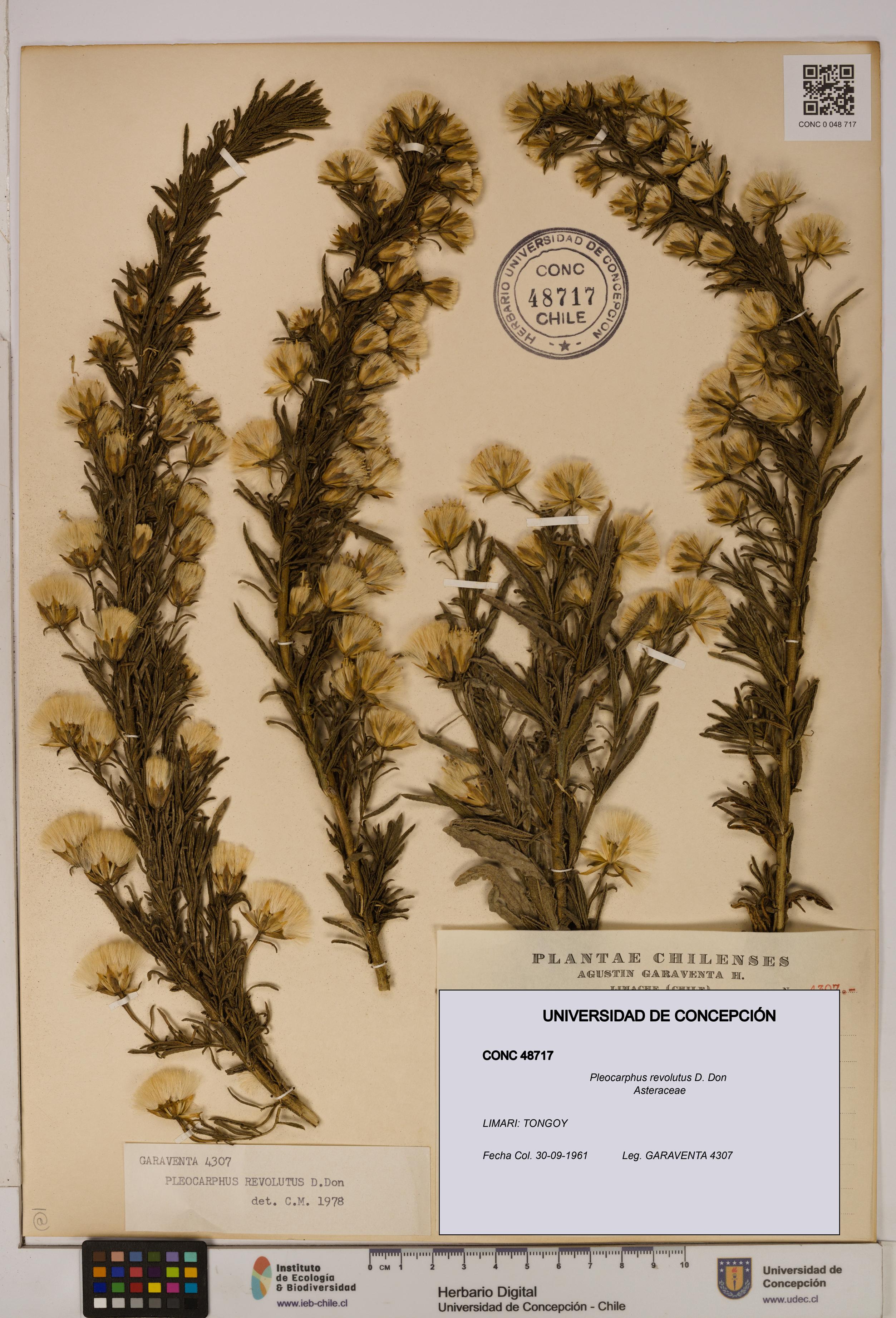 Pleocarphus revolutus [Espécimen: UDEC:CONC:0048717]
