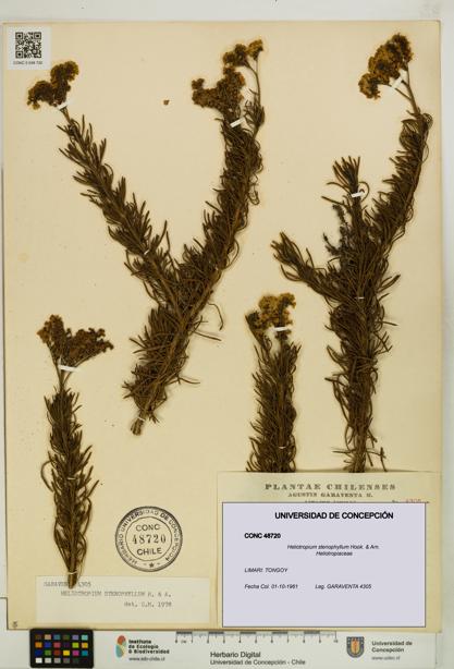 Heliotropium stenophyllum [Espécimen: UDEC:CONC:0048720]