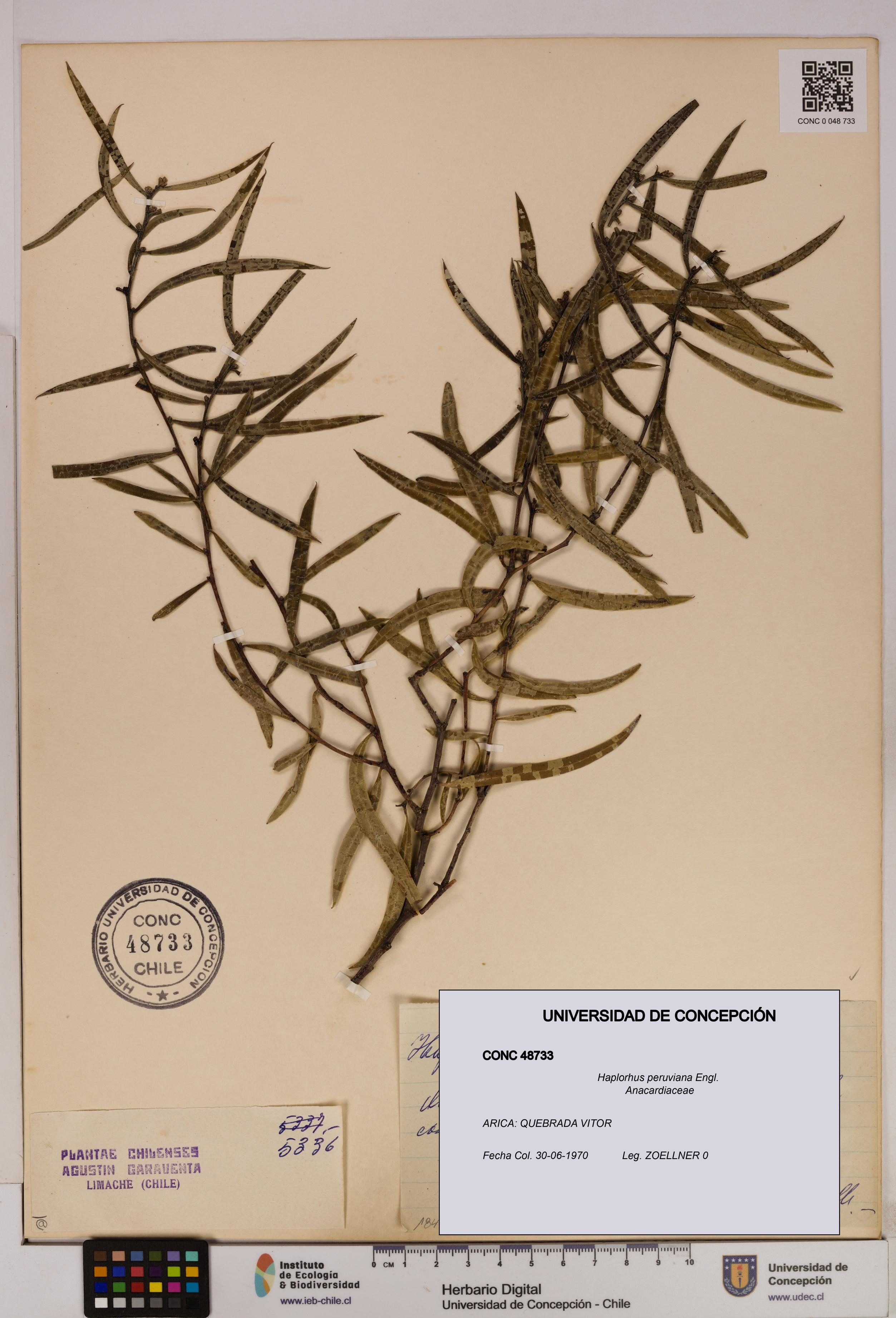 Haplorhus peruviana [Espécimen: UDEC:CONC:0048733]