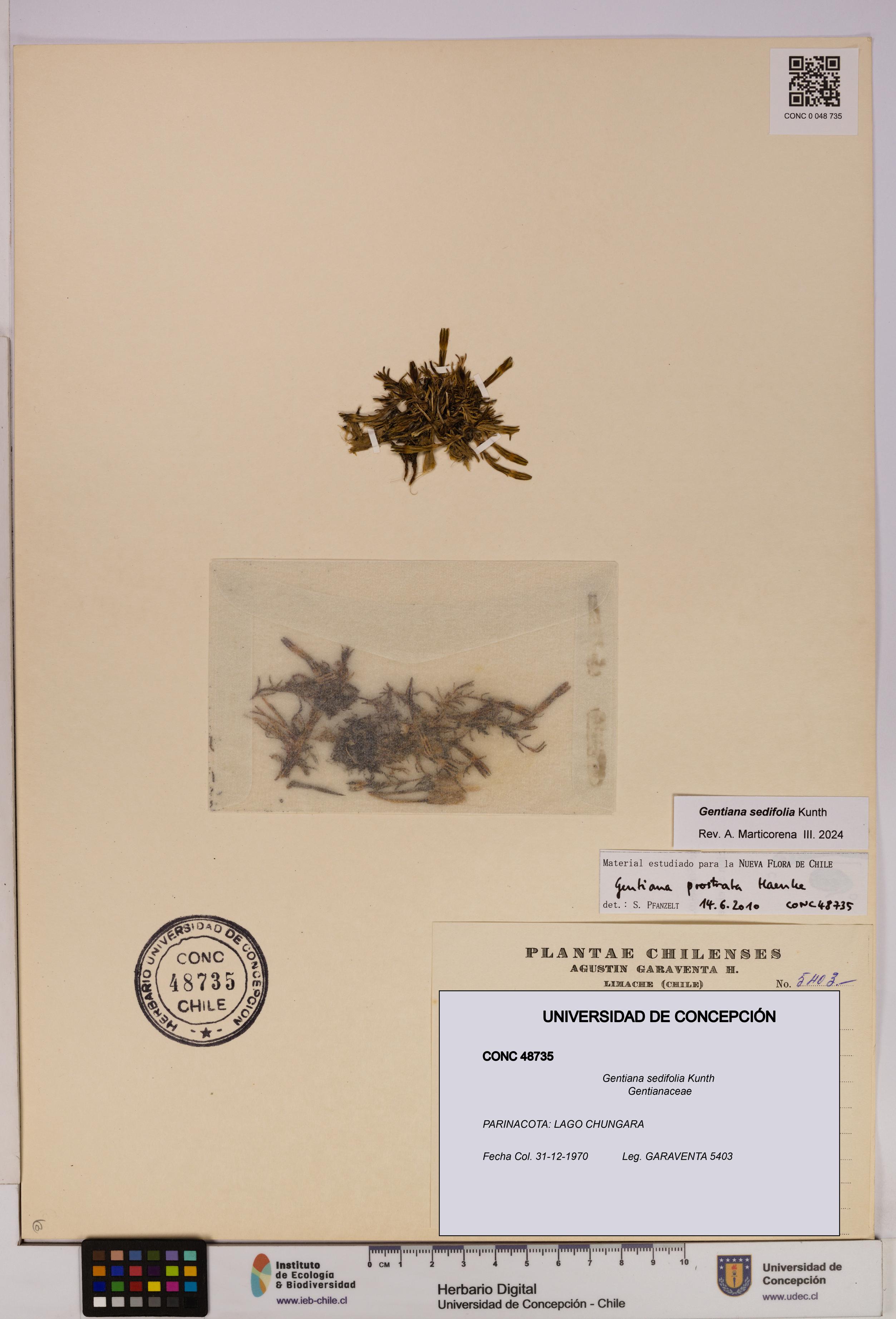 Gentiana sedifolia [Espécimen: UDEC:CONC:0048735]