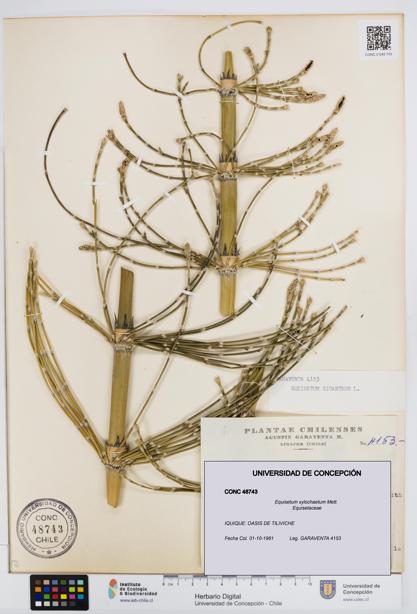 Equisetum xylochaetum [Espécimen: UDEC:CONC:0048743]