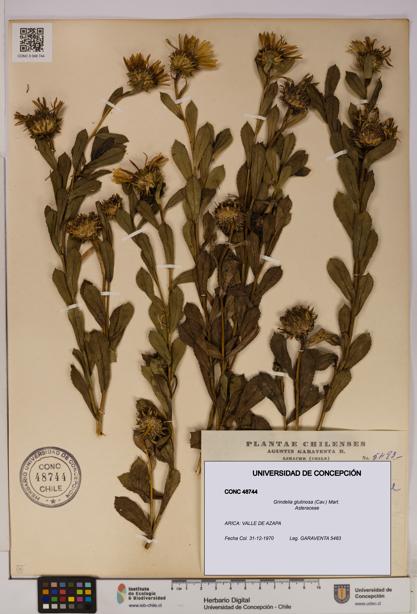 Grindelia glutinosa [Espécimen: UDEC:CONC:0048744]