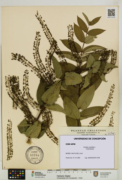 Coriaria ruscifolia [Espécimen: ]