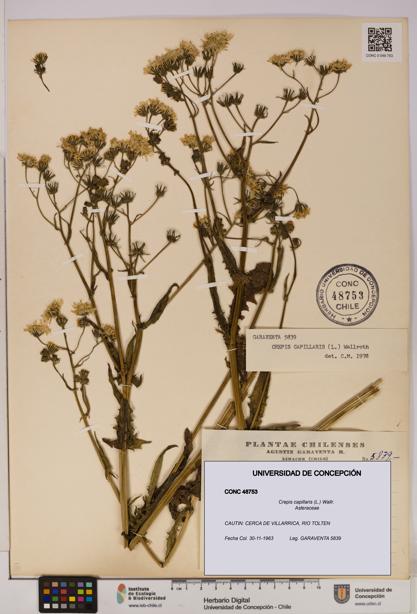 Crepis capillaris [Espécimen: UDEC:CONC:0048753]