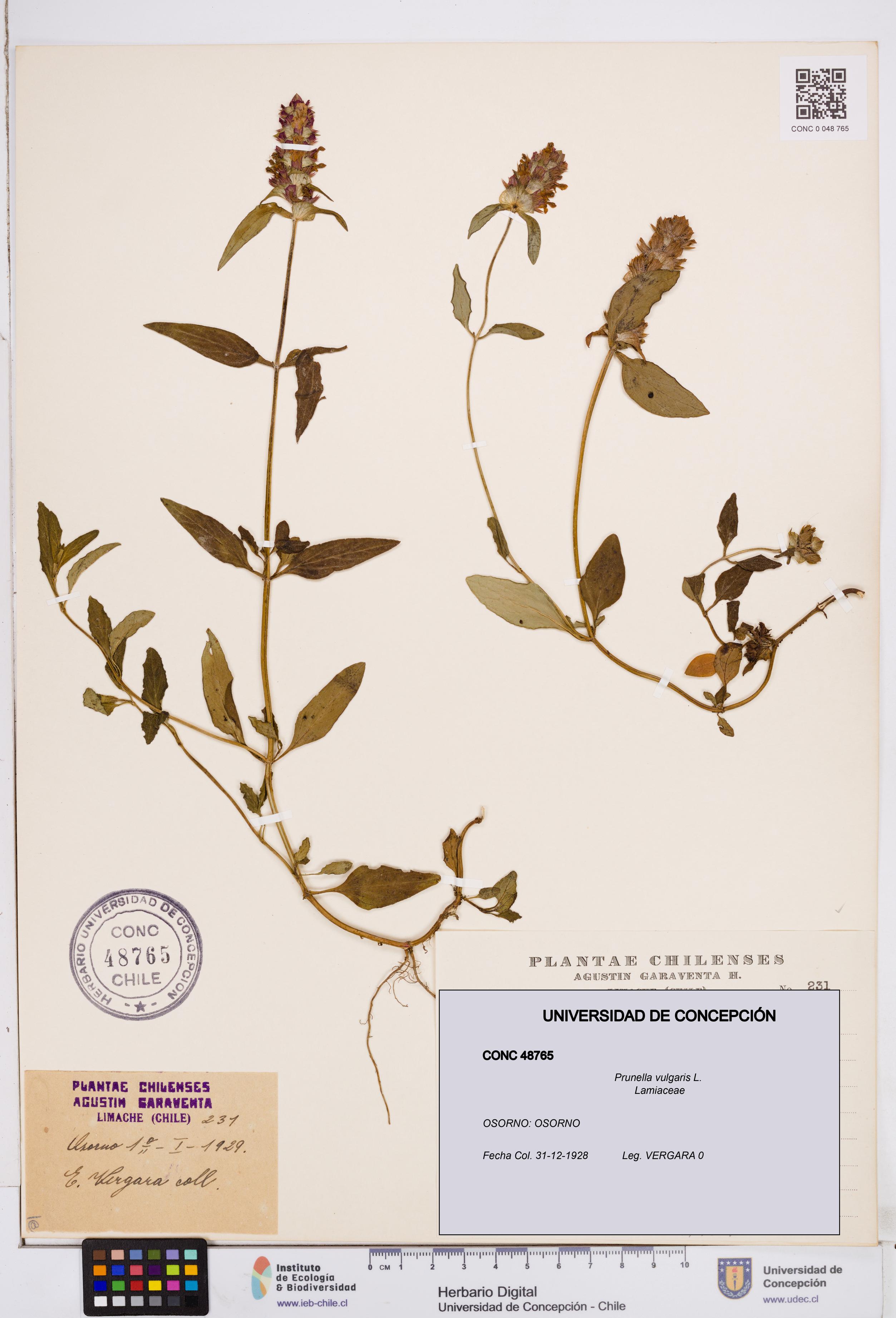 Prunella vulgaris [Espécimen: ]