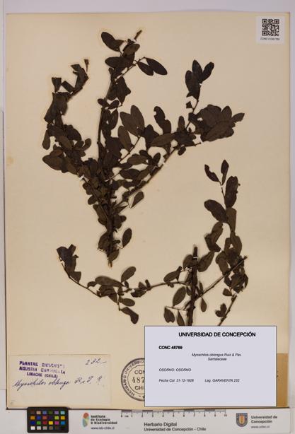 Myoschilos oblongus [Espécimen: UDEC:CONC:0048769]