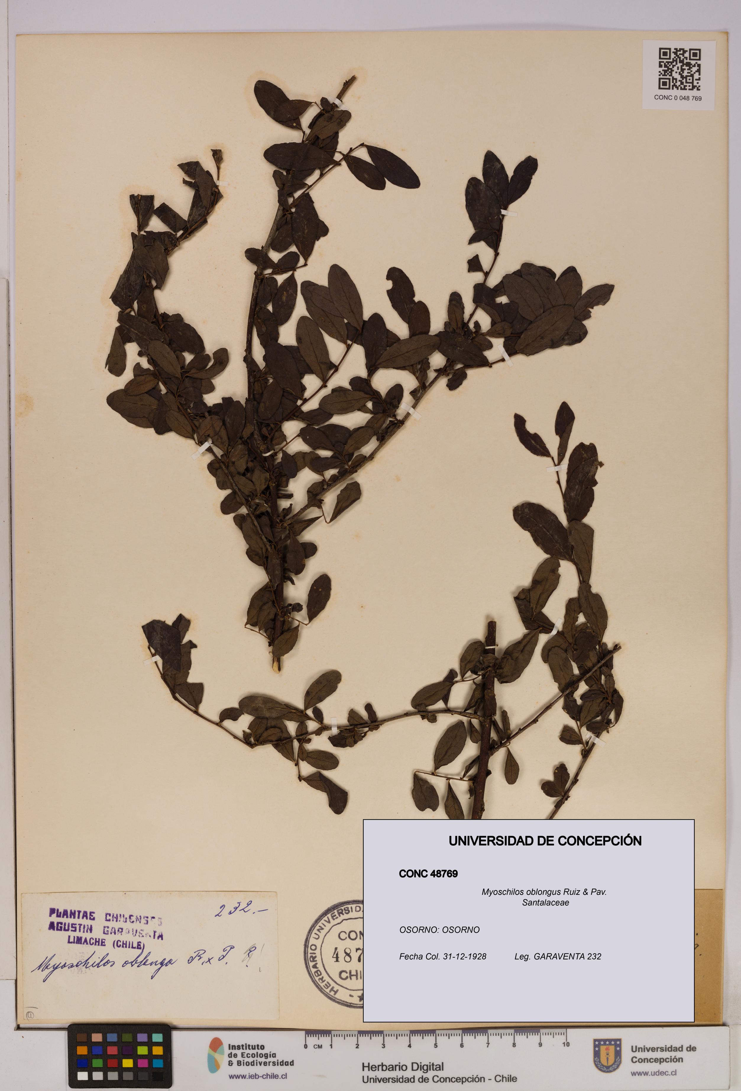 Myoschilos oblongus [Espécimen: UDEC:CONC:0048769]