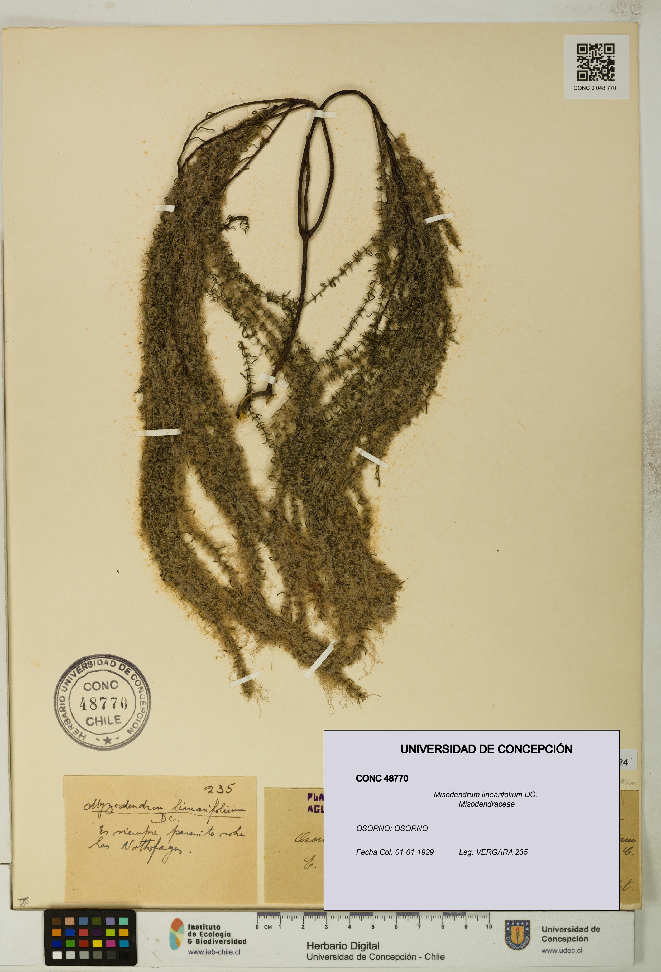Misodendrum linearifolium [Espécimen: UDEC:CONC:0048770]
