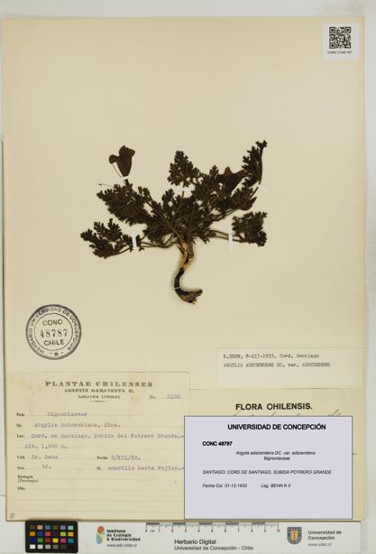 Argylia adscendens [Espécimen: UDEC:CONC:0048787]