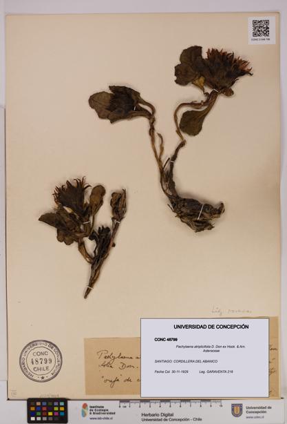 Pachylaena atriplicifolia [Espécimen: ]