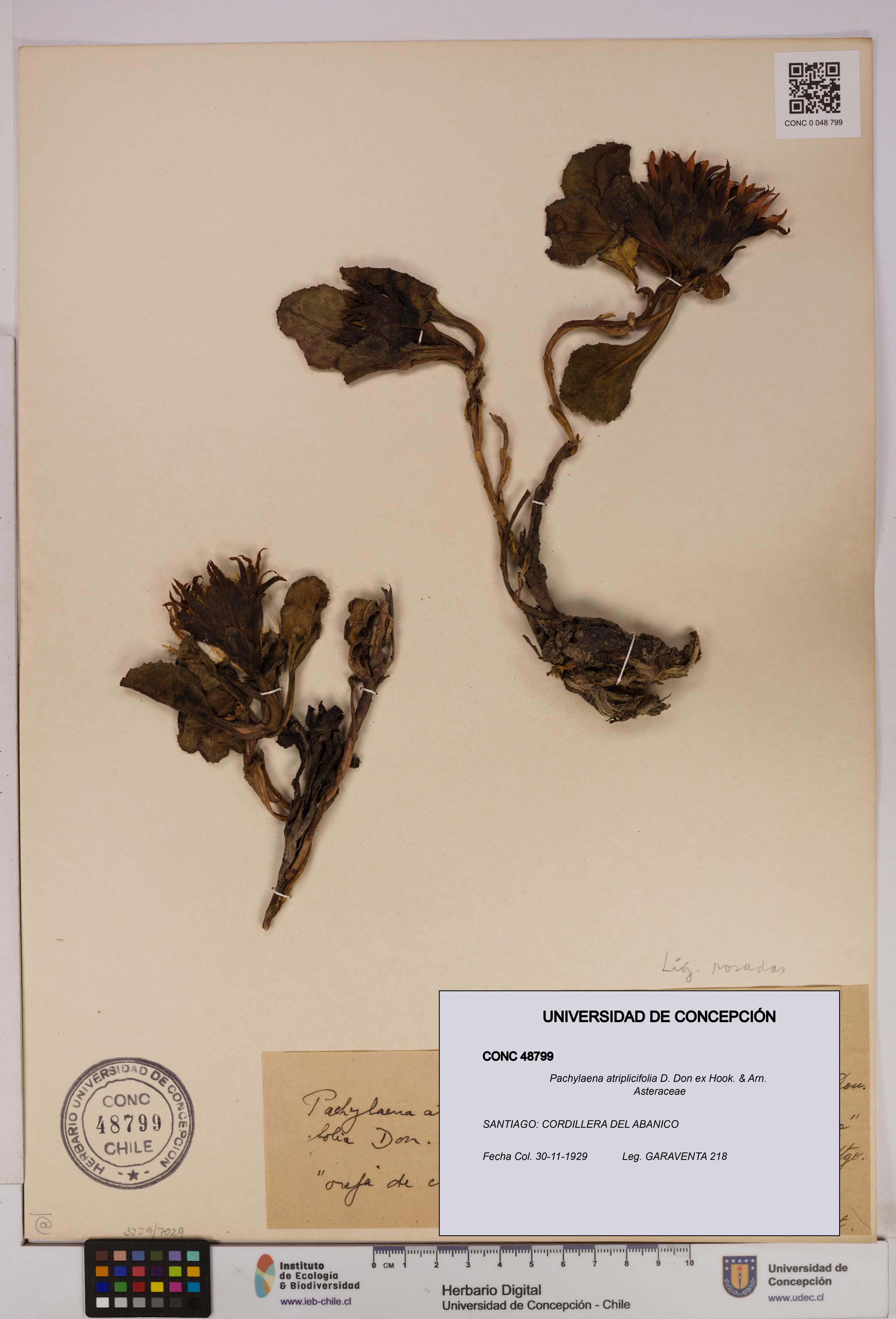 Pachylaena atriplicifolia [Espécimen: ]