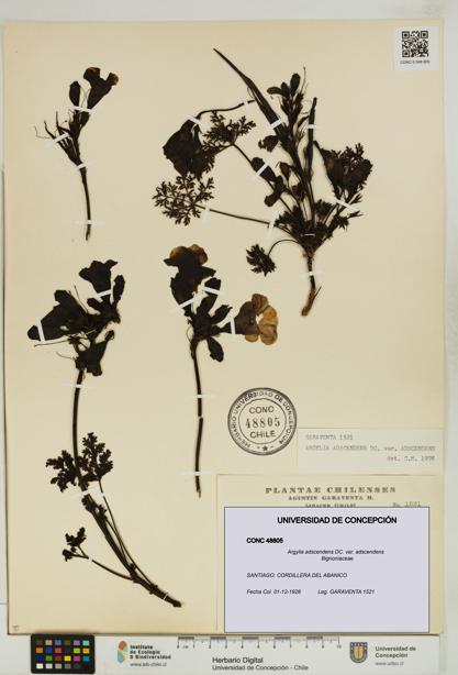 Argylia adscendens [Espécimen: UDEC:CONC:0048805]