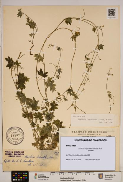 Bowlesia tropaeolifolia [Espécimen: ]