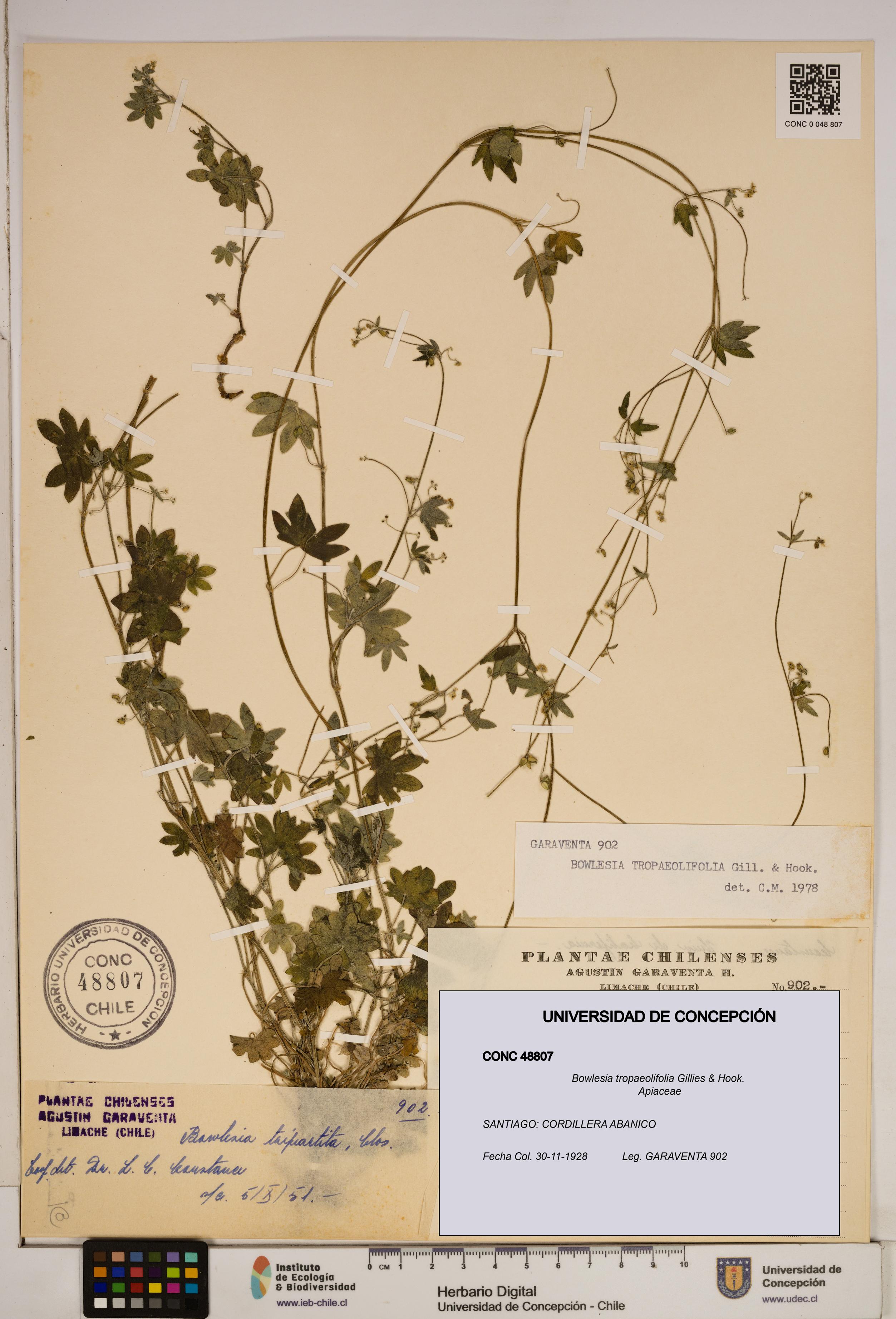 Bowlesia tropaeolifolia [Espécimen: ]