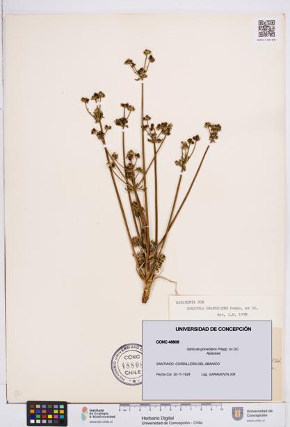 Sanicula graveolens [Espécimen: ]