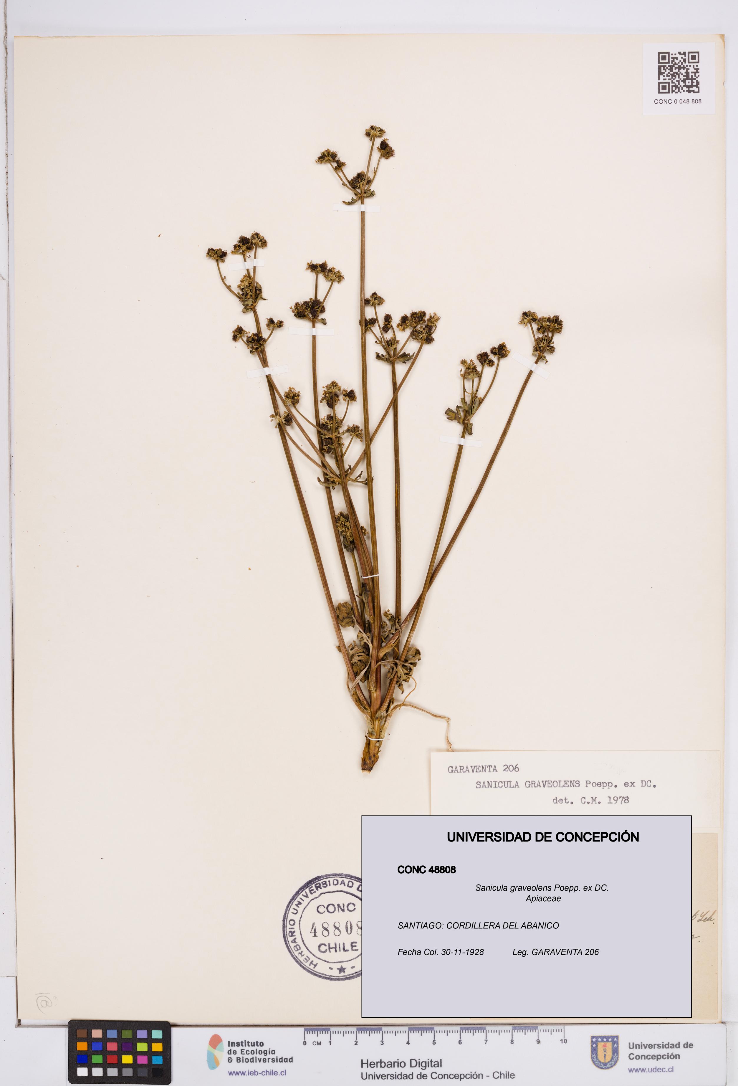 Sanicula graveolens [Espécimen: ]