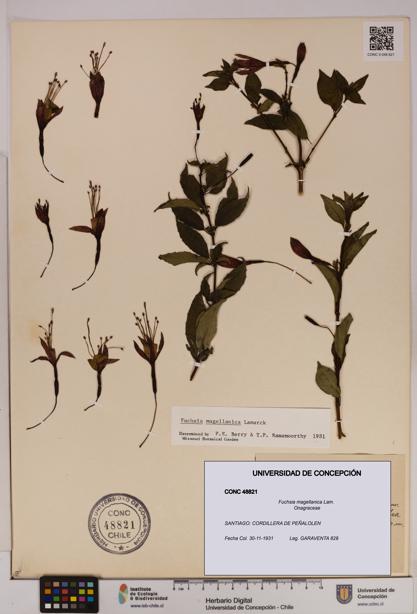 Fuchsia magellanica [Espécimen: UDEC:CONC:0048821]