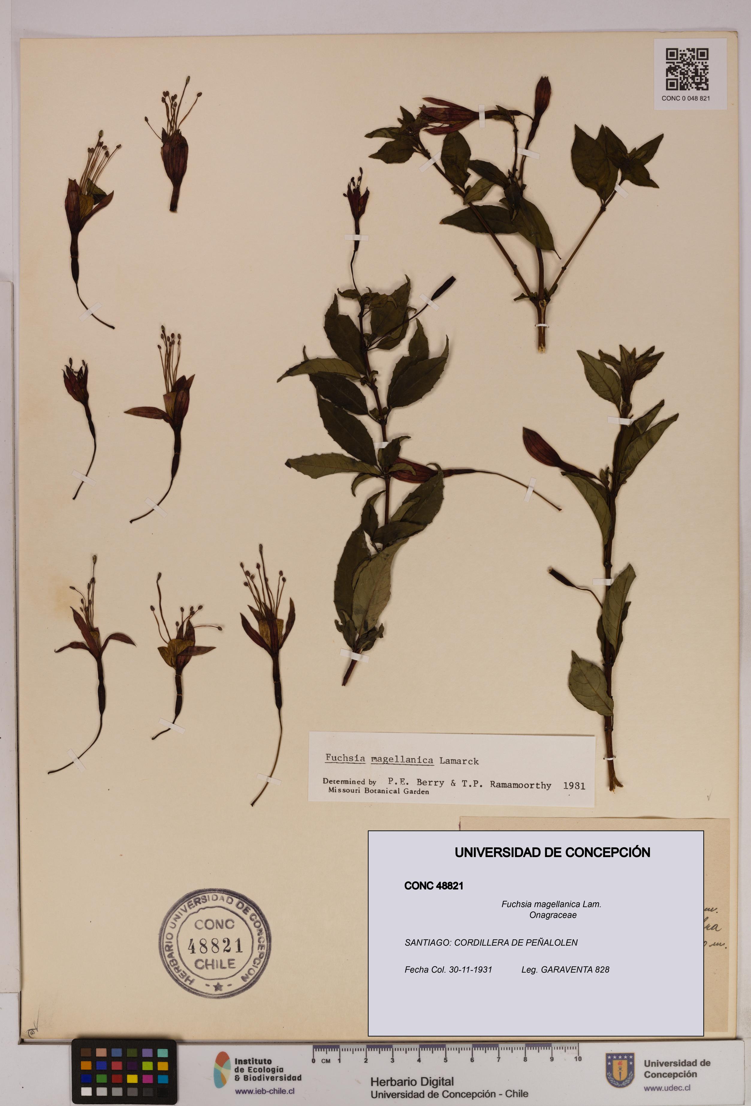 Fuchsia magellanica [Espécimen: UDEC:CONC:0048821]