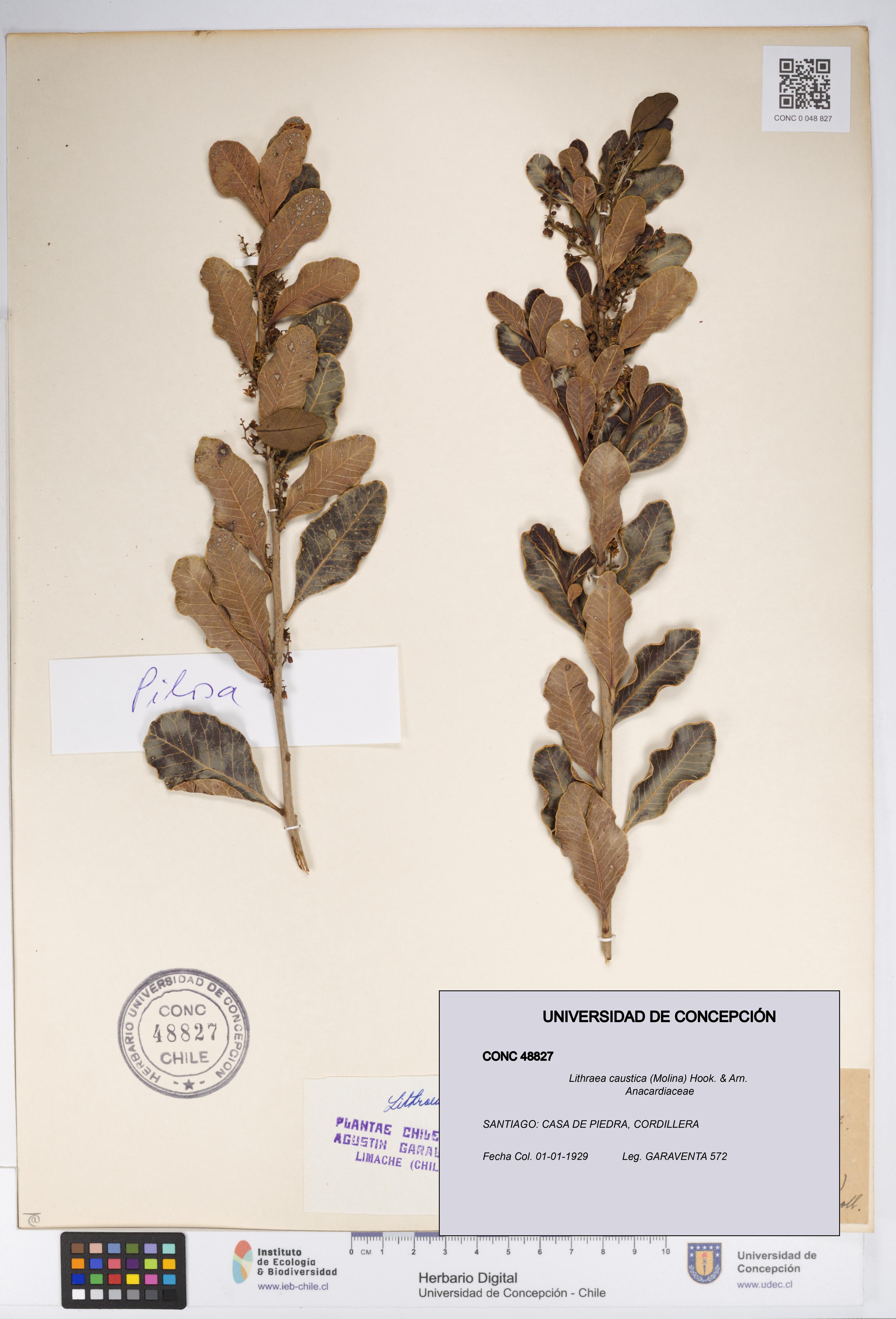 Lithraea caustica [Espécimen: UDEC:CONC:0048827]