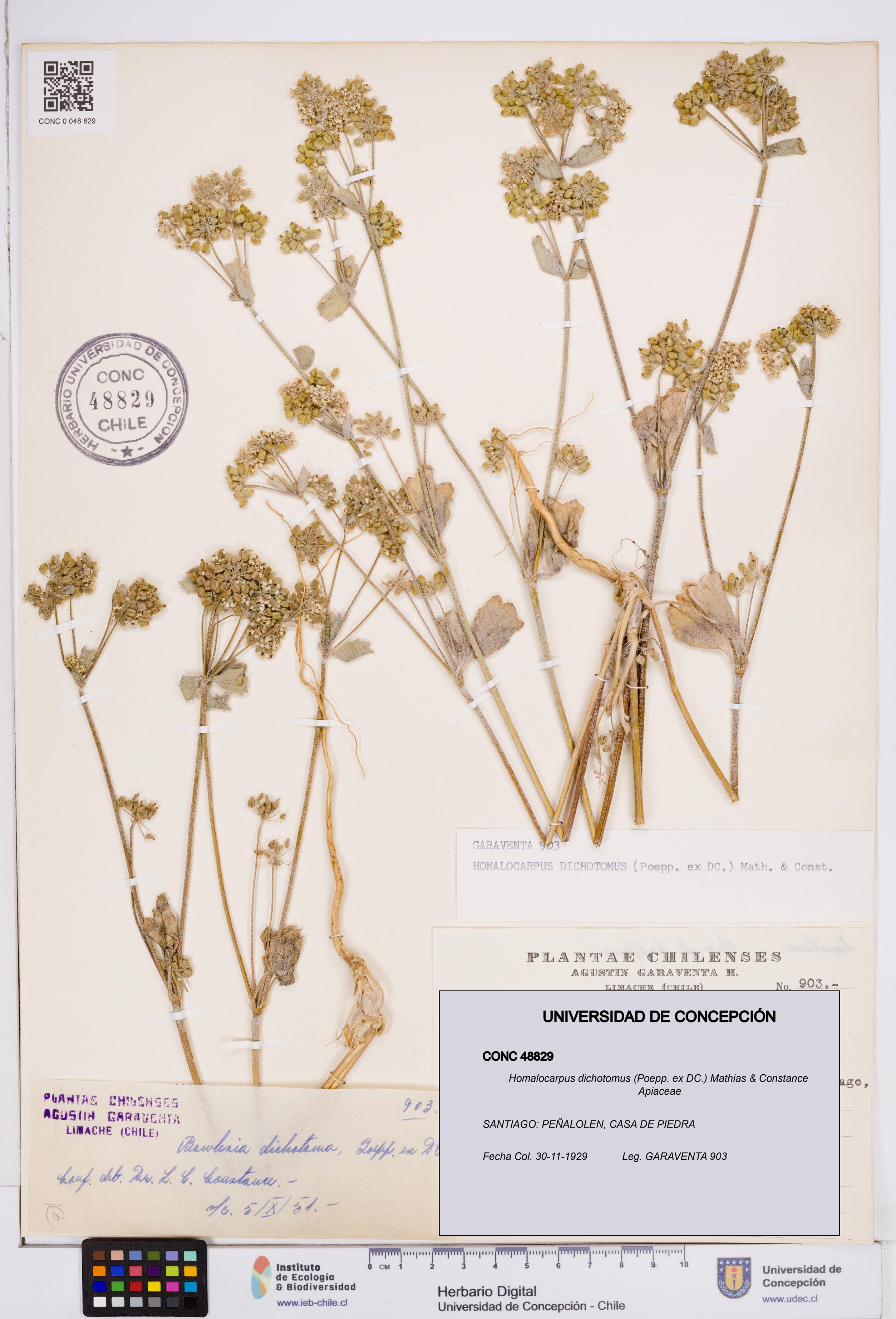 Homalocarpus dichotomus [Espécimen: ]