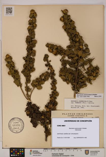 Baccharis neotruncata [Espécimen: UDEC:CONC:0048831]