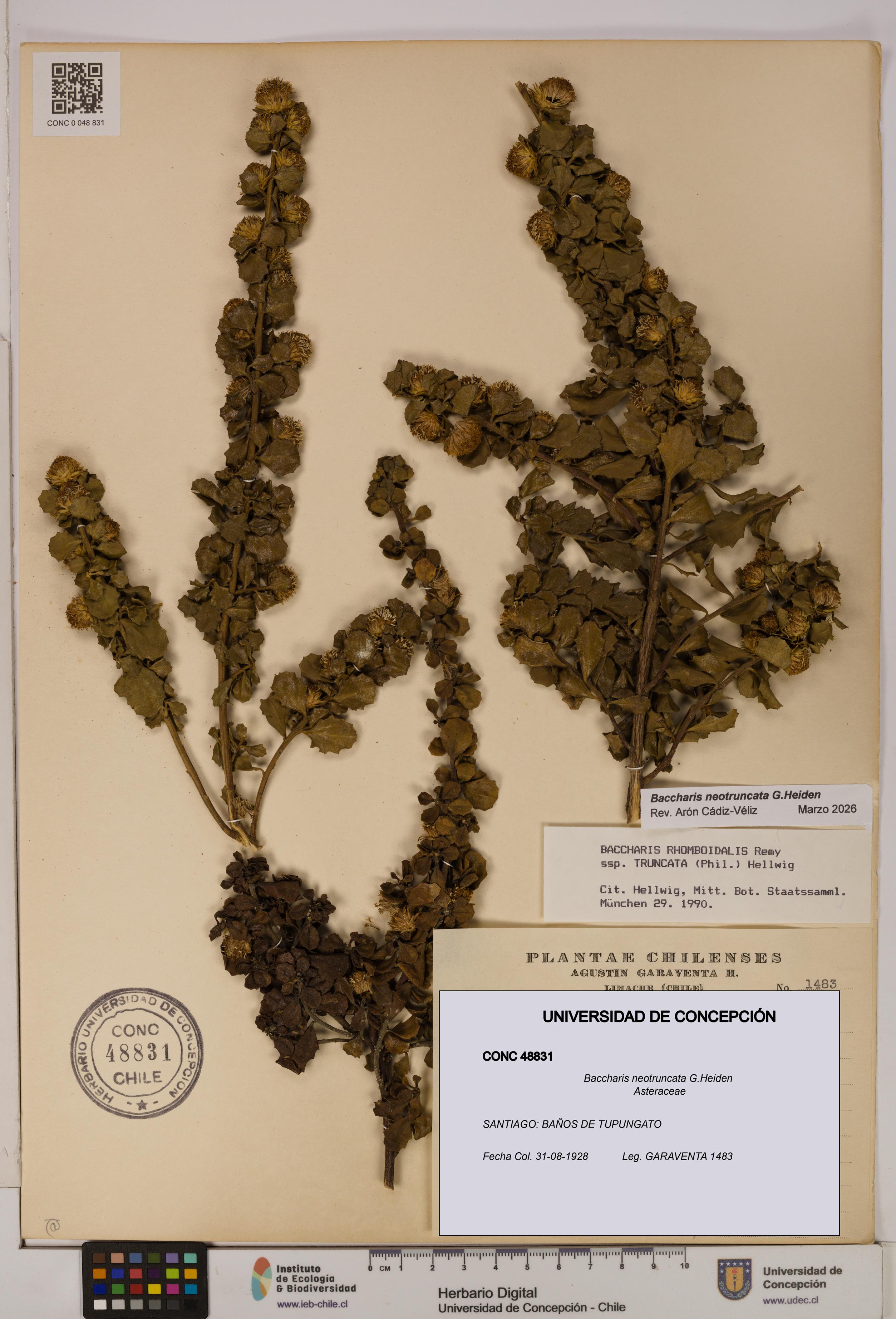Baccharis neotruncata [Espécimen: UDEC:CONC:0048831]