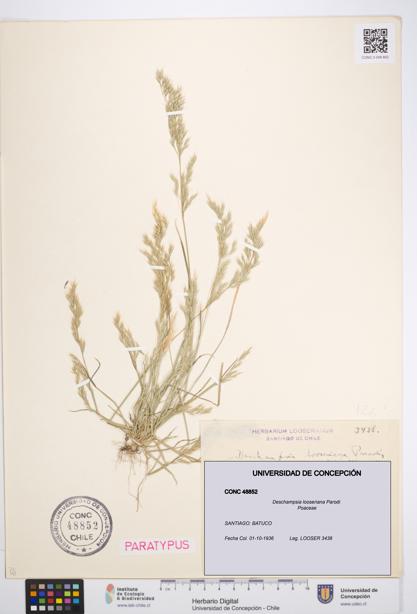 Deschampsia looseriana [Espécimen: UDEC:CONC:0048852]