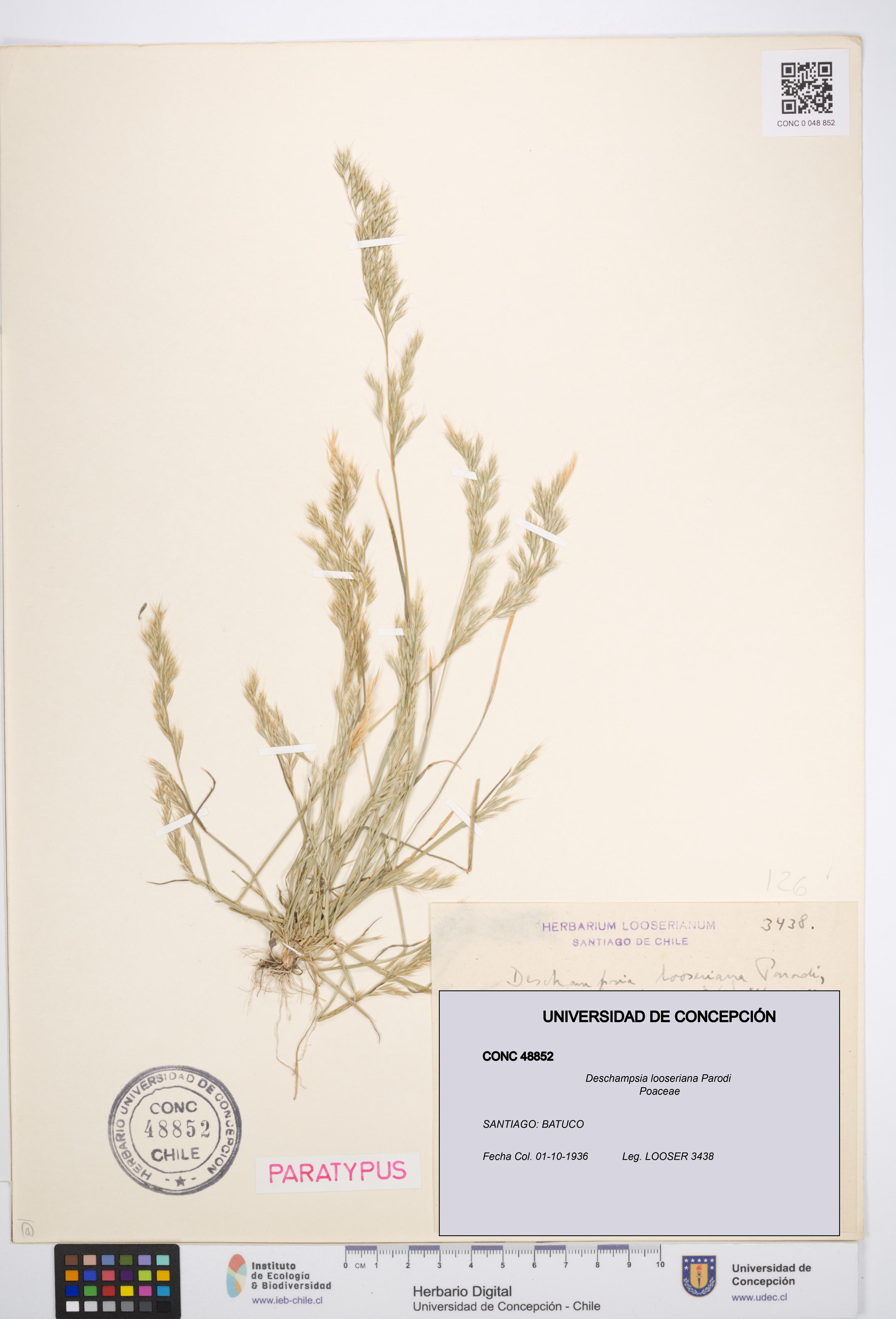 Deschampsia looseriana [Espécimen: UDEC:CONC:0048852]
