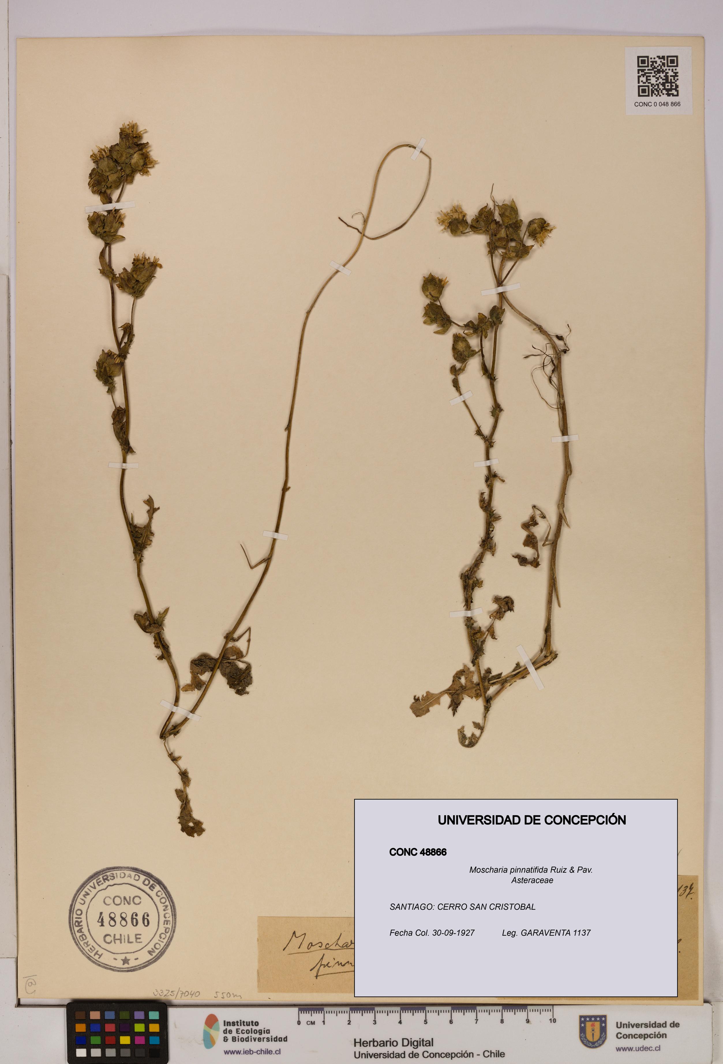 Moscharia pinnatifida [Espécimen: UDEC:CONC:0048866]