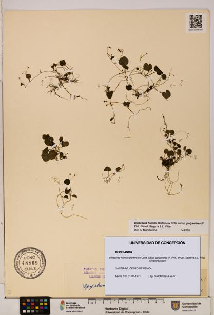 Dioscorea humilis [Espécimen: ]