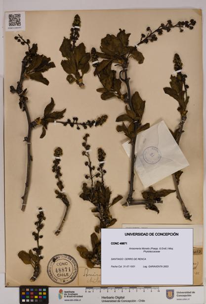 Anisomeria littoralis [Espécimen: UDEC:CONC:0048871]