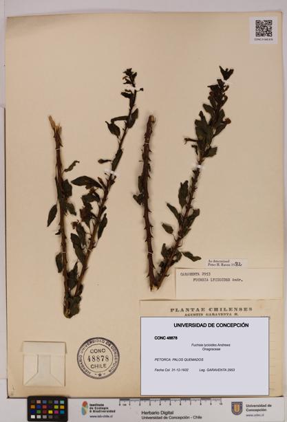 Fuchsia lycioides [Espécimen: UDEC:CONC:0048878]