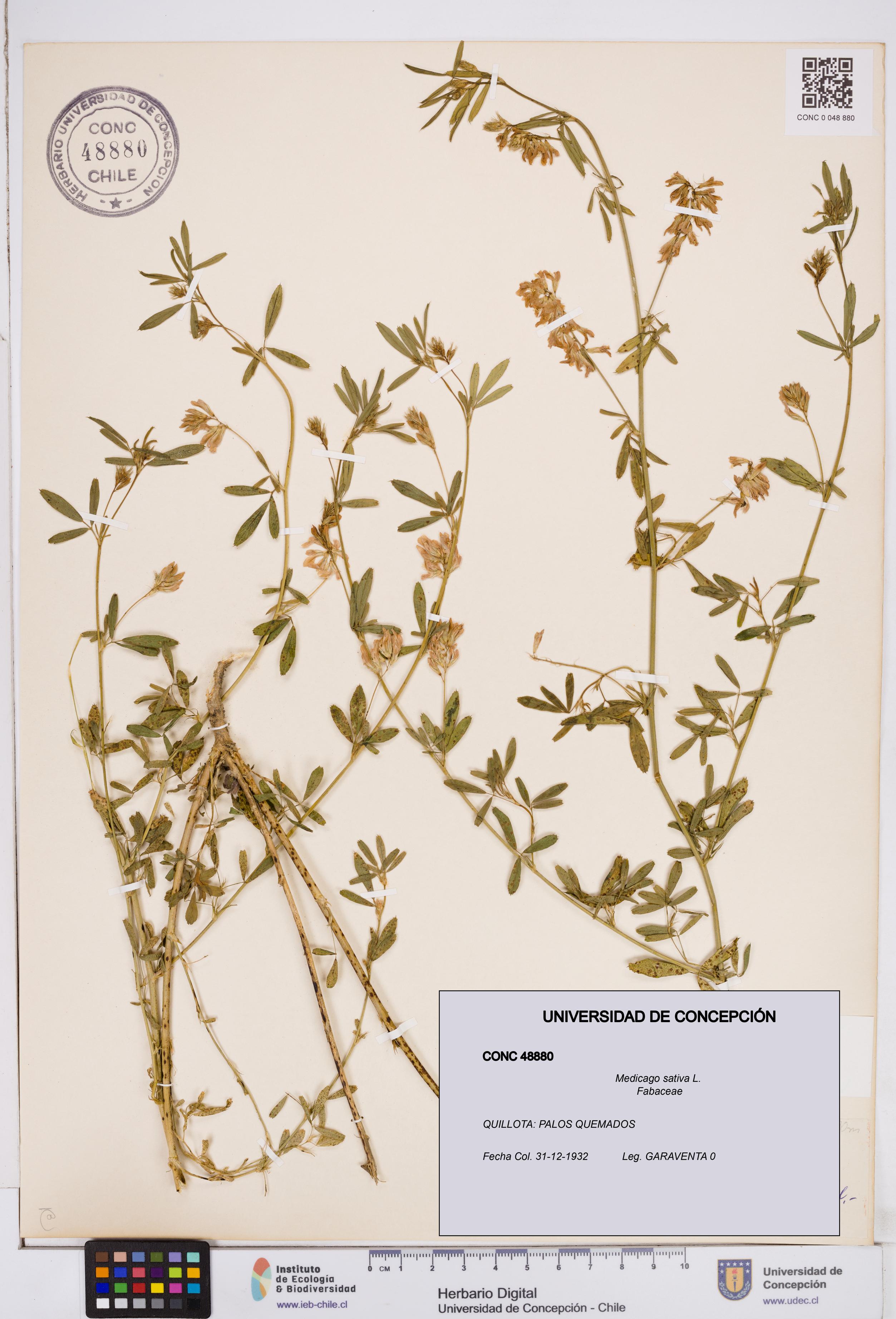 Medicago sativa [Espécimen: ]