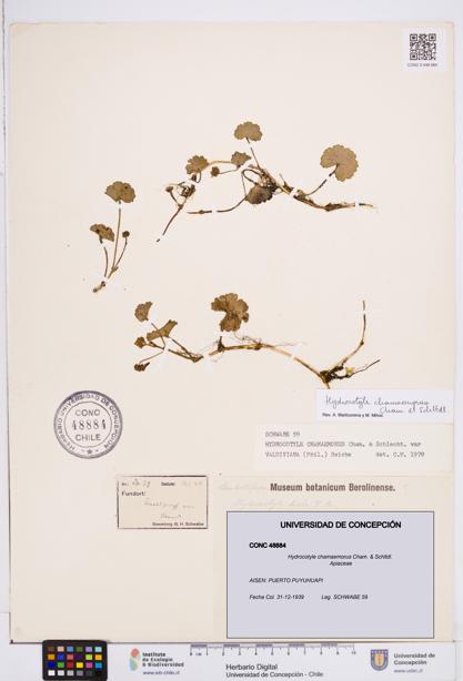 Hydrocotyle chamaemorus [Espécimen: ]