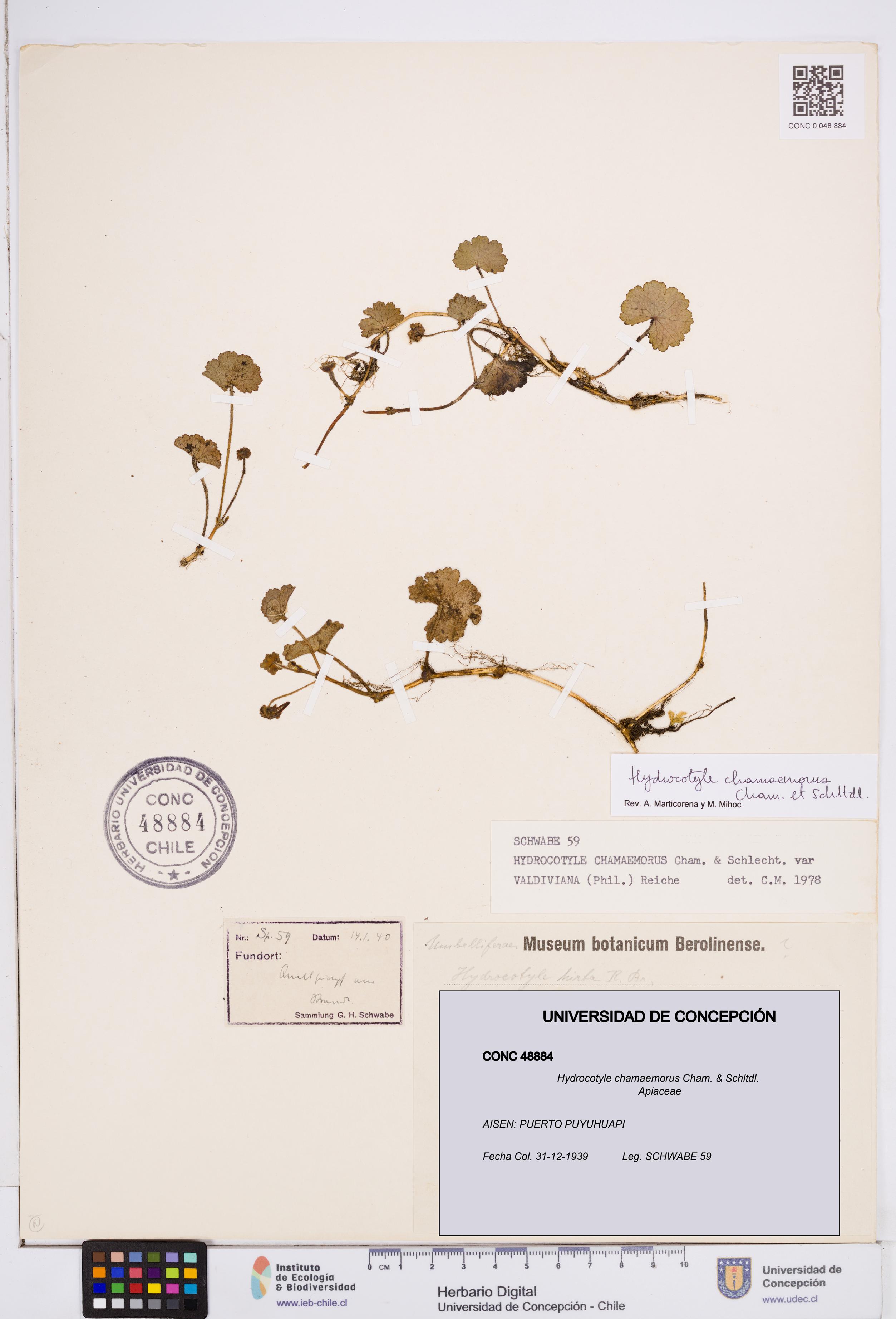 Hydrocotyle chamaemorus [Espécimen: ]