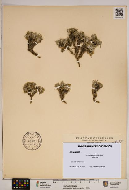Azorella ameghinoi [Espécimen: ]