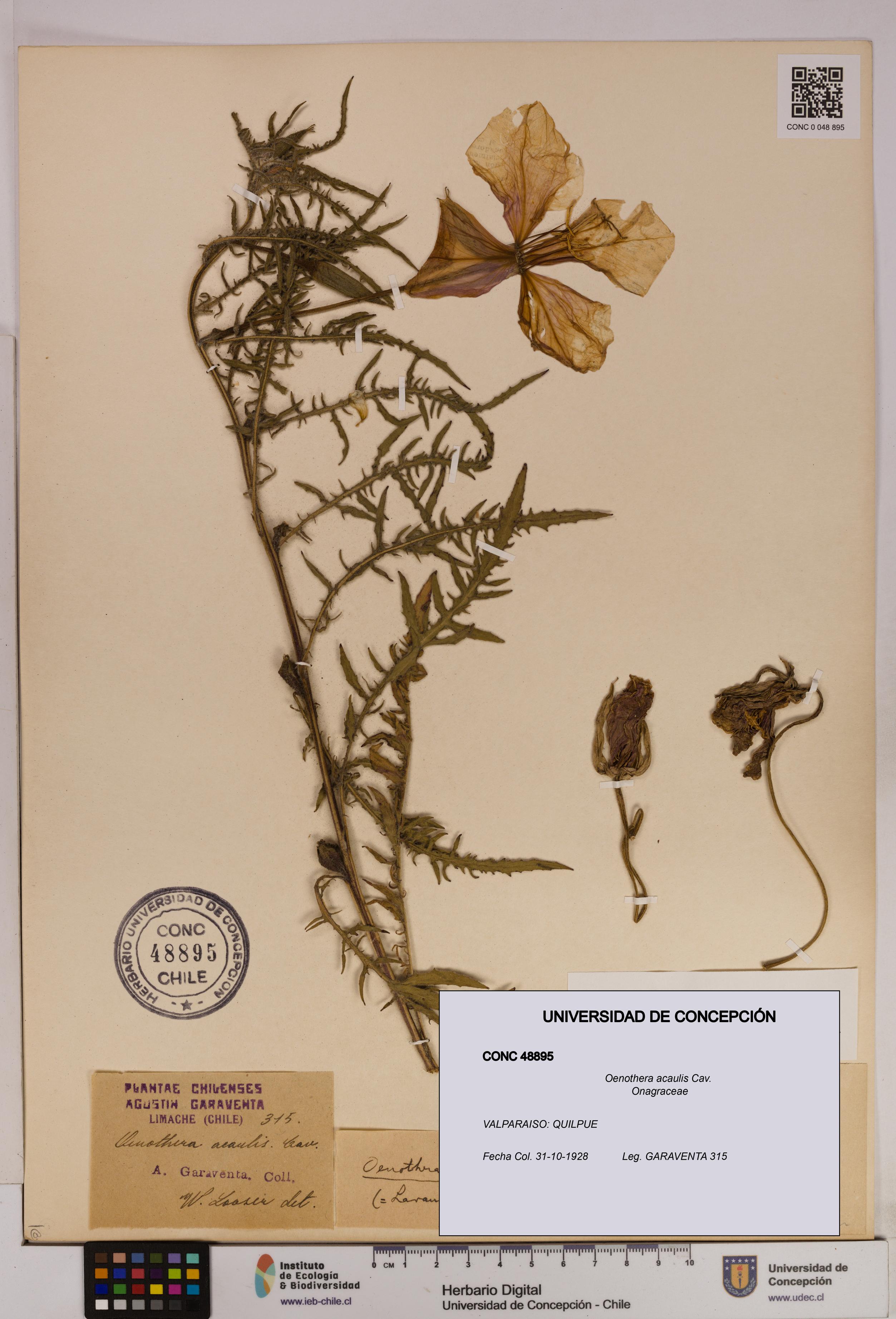 Oenothera acaulis [Espécimen: UDEC:CONC:0048895]