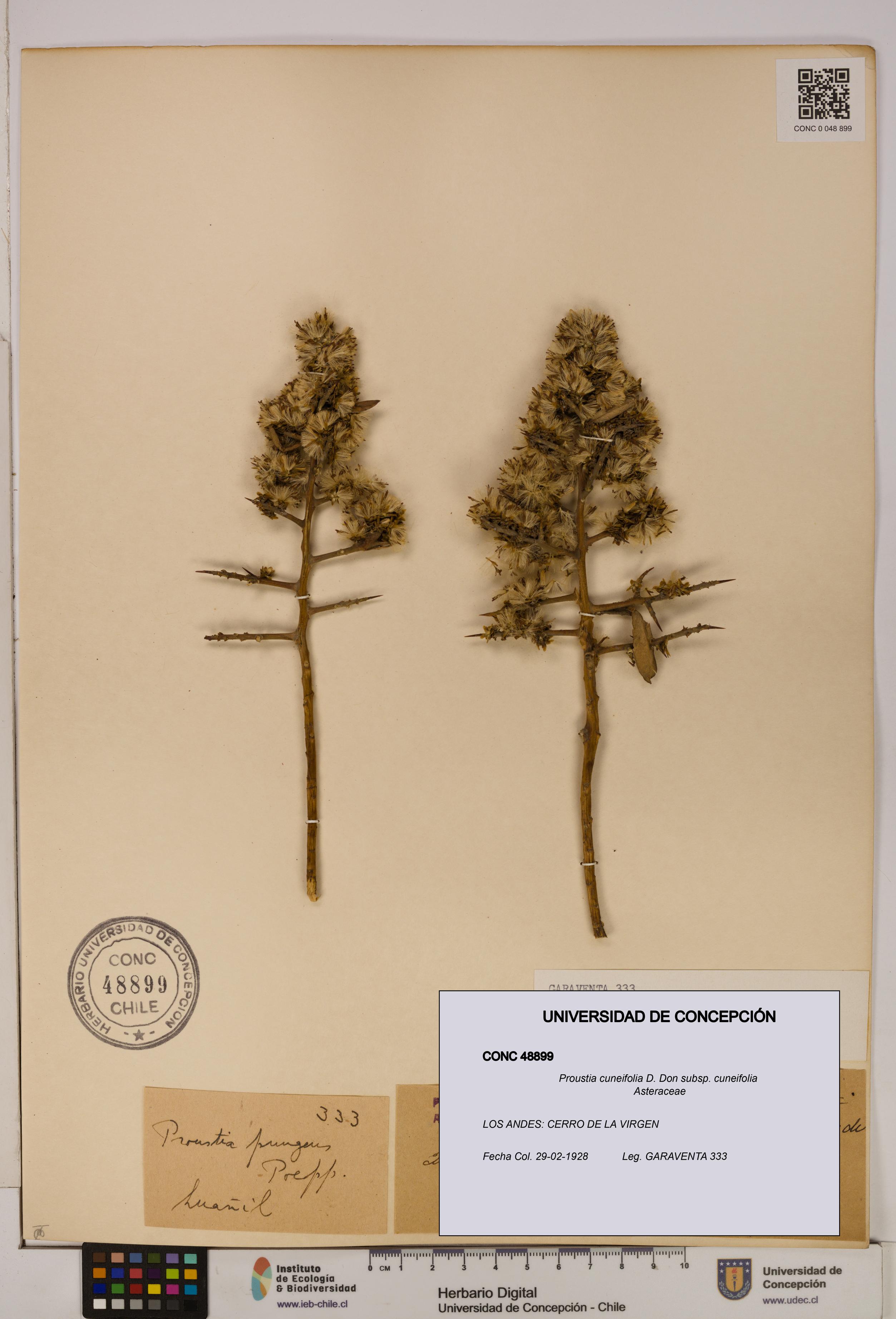 Proustia cuneifolia subsp. cuneifolia [Espécimen: UDEC:CONC:0048899]