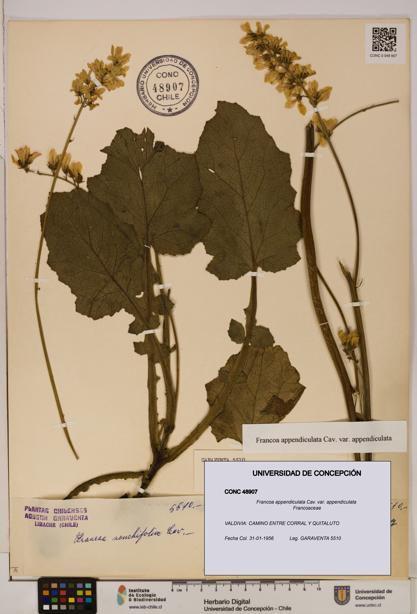 Francoa appendiculata [Espécimen: ]