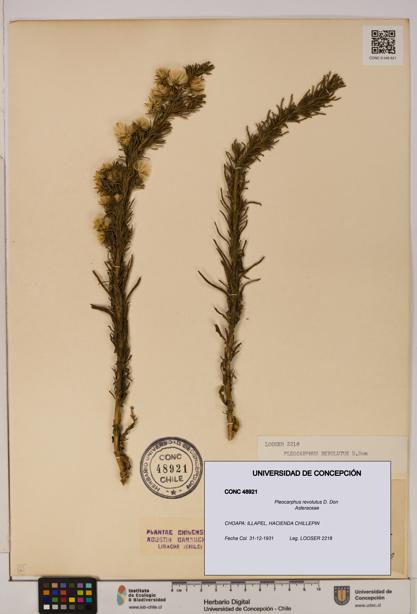 Pleocarphus revolutus [Espécimen: UDEC:CONC:0048921]