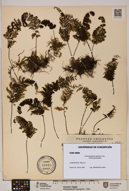 Hymenophyllum dentatum [Espécimen: UDEC:CONC:0048925]