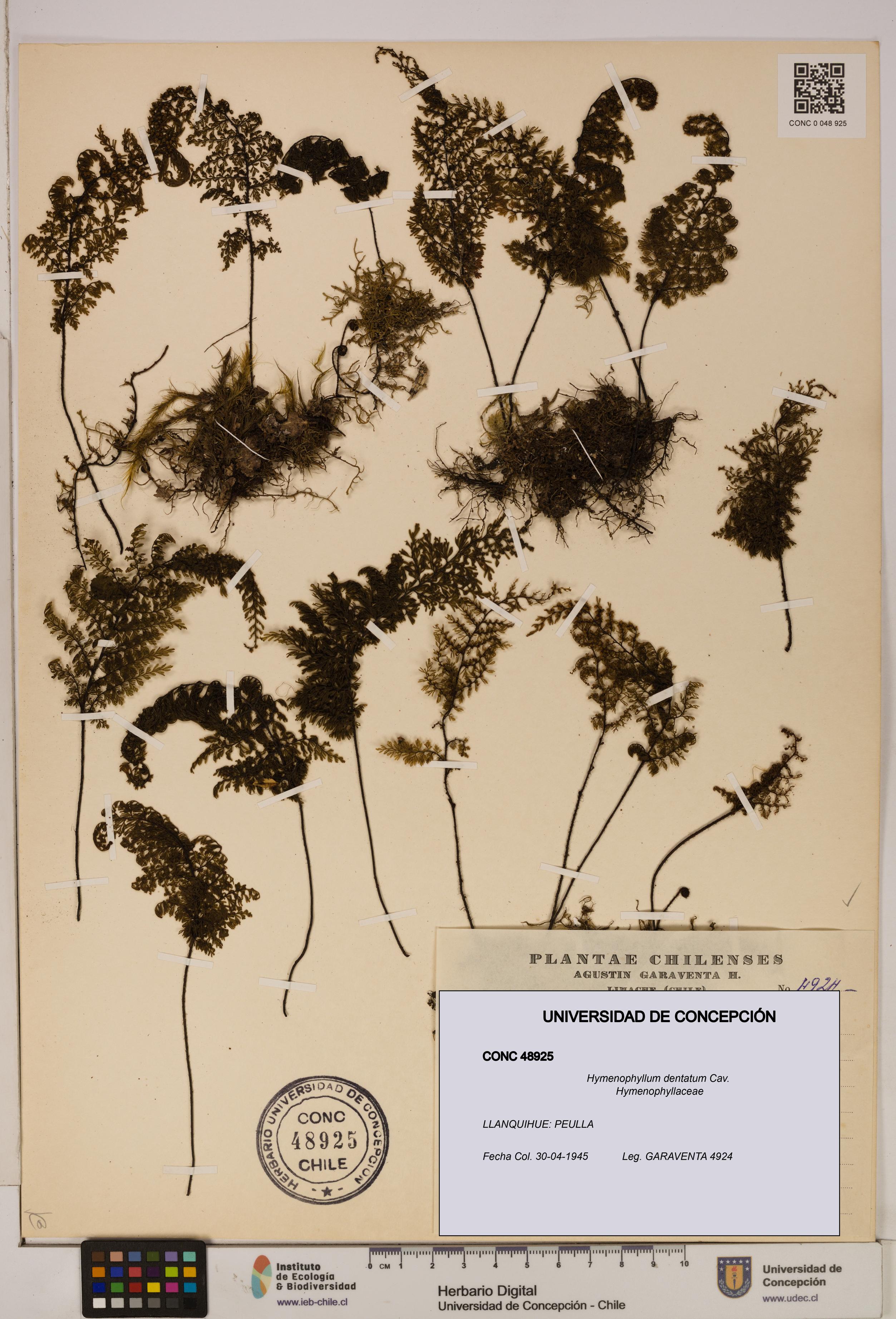Hymenophyllum dentatum [Espécimen: UDEC:CONC:0048925]