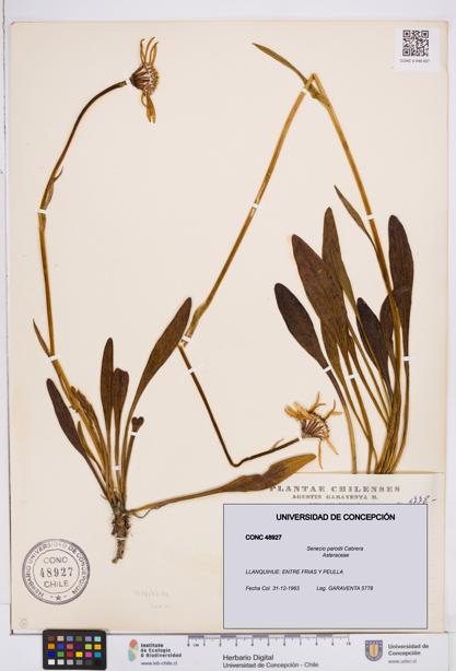 Senecio parodii [Espécimen: ]