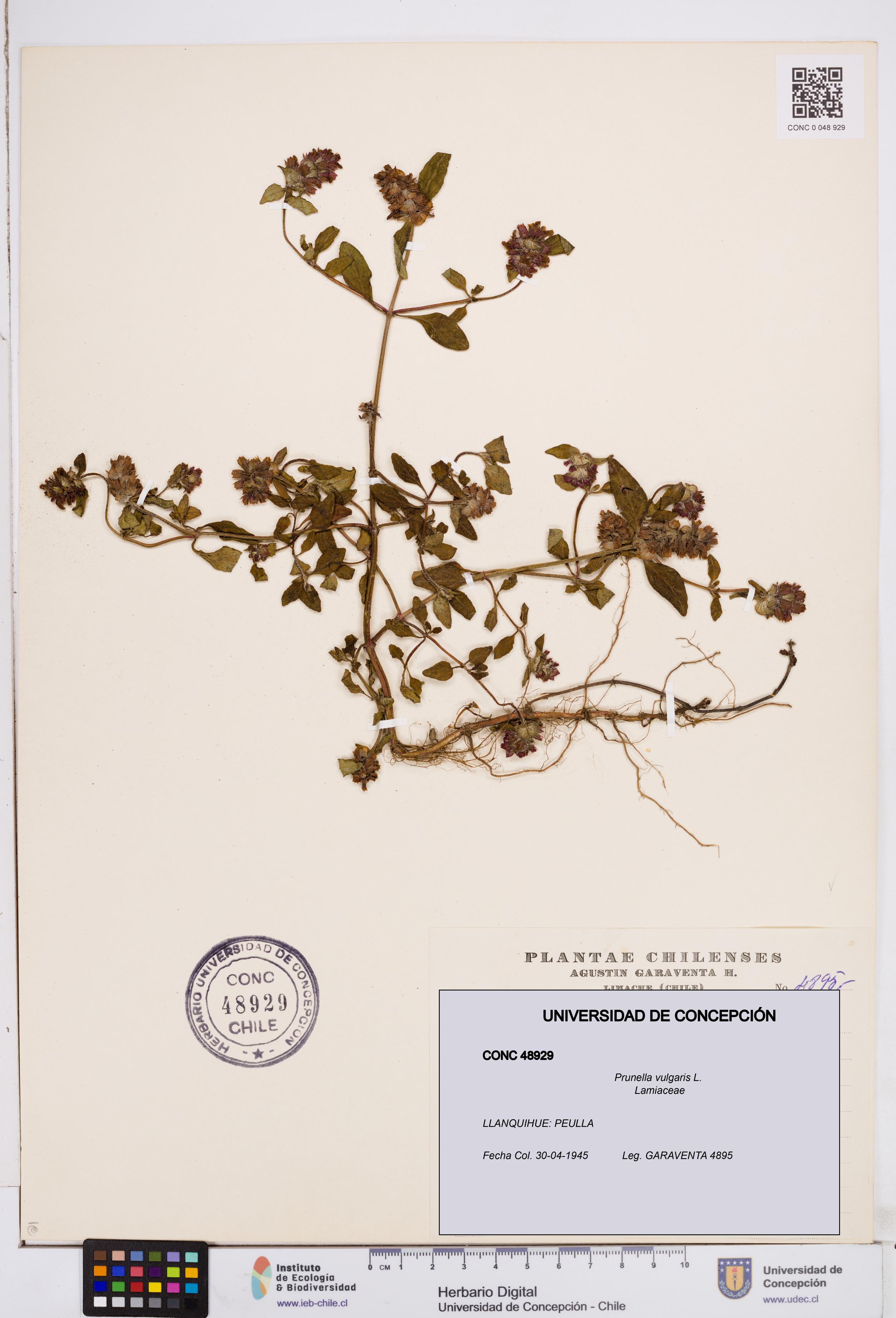 Prunella vulgaris [Espécimen: ]