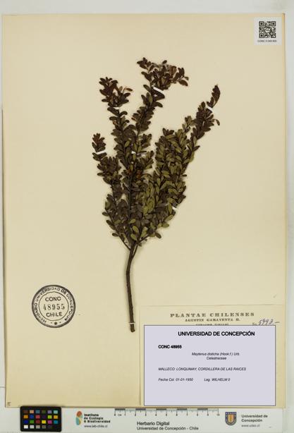 Maytenus disticha [Espécimen: UDEC:CONC:0048955]